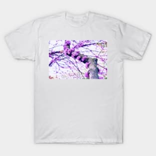 Chinese Redbud In Bloom T-Shirt